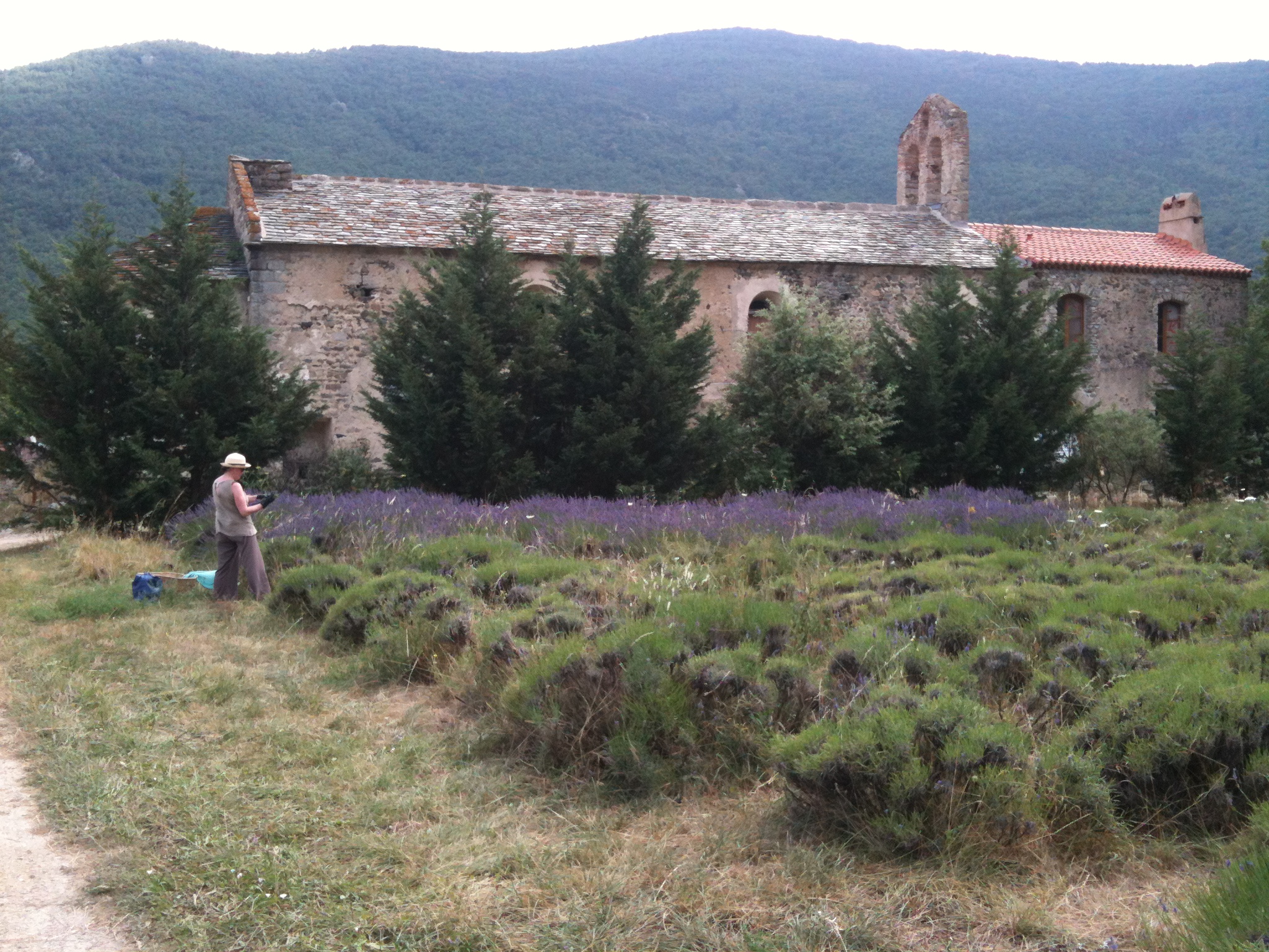 2016 - July 21. Gathering lavender at Corbiac